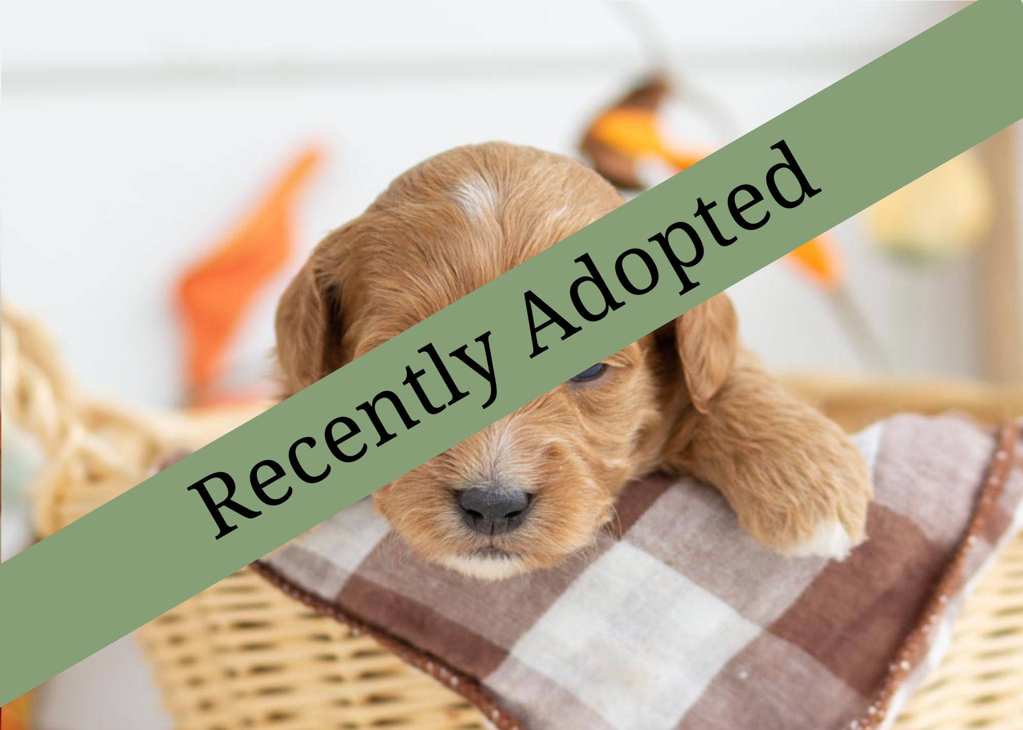 goldendoodle for sale