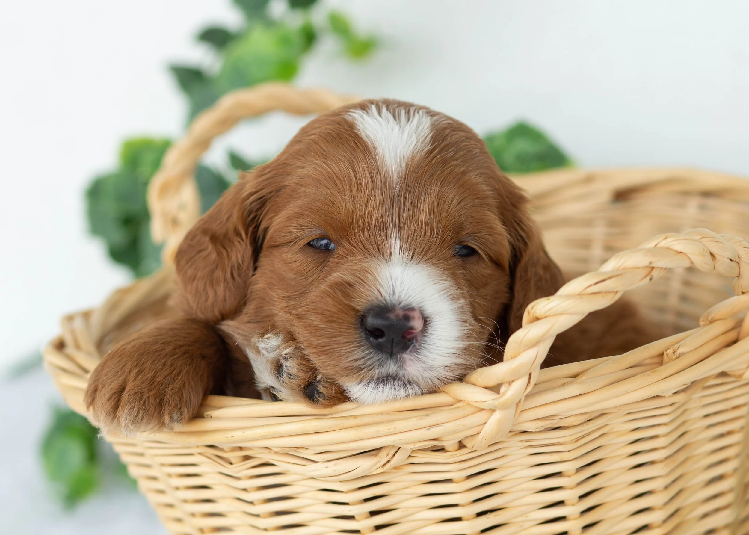 Ford goldendoodle for sale(2).jpg