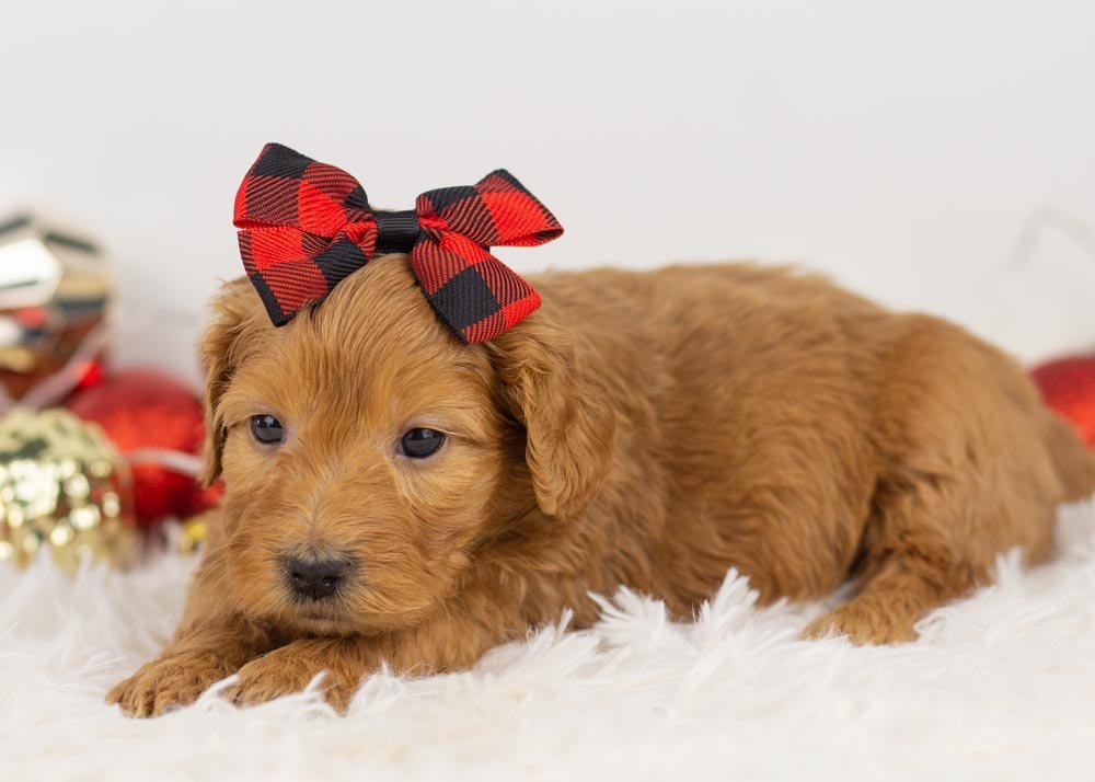 Lynx goldendoodle for sale(3).jpg