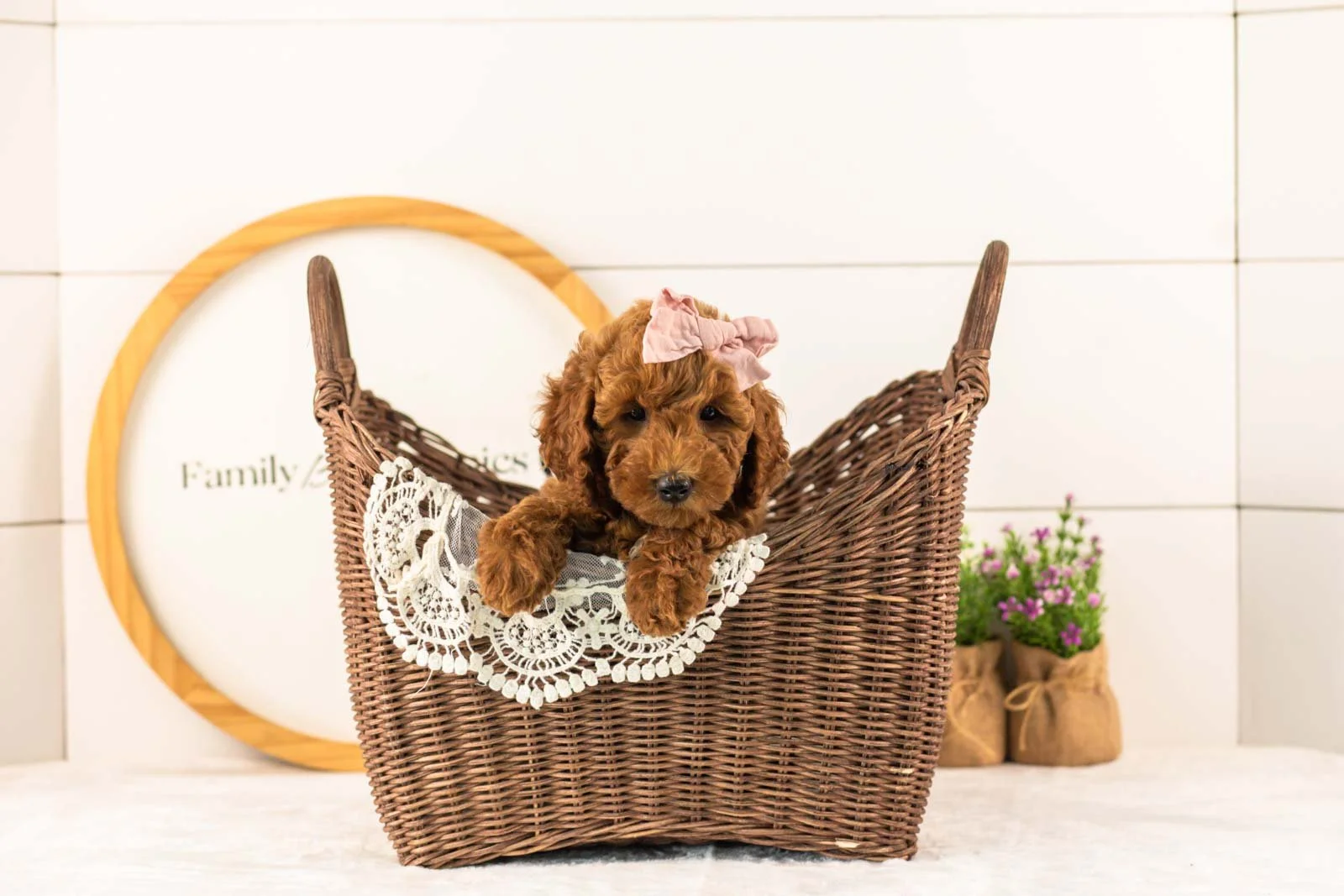 Mallory goldendoodle for sale(4).jpg