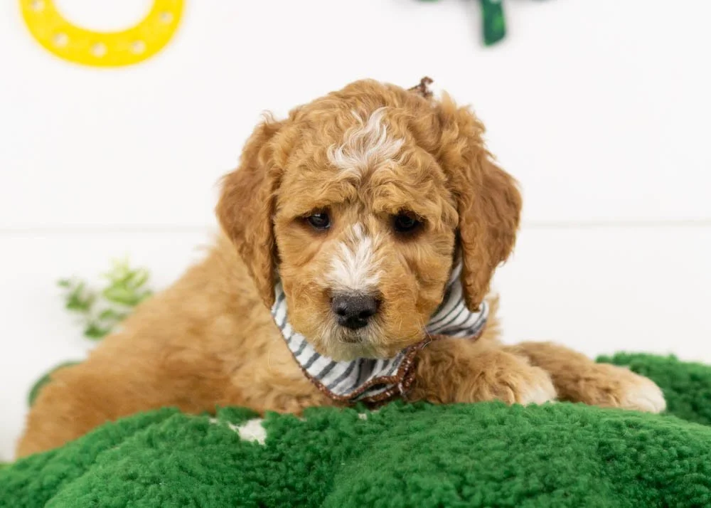 goldendoodles for sale