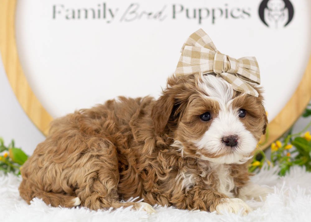Violet goldendoodle for sale(1).jpg