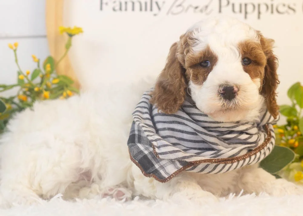 mustang goldendoodle for sale(1).jpg