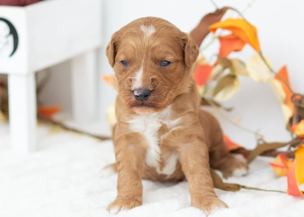 goldendoodle for sale