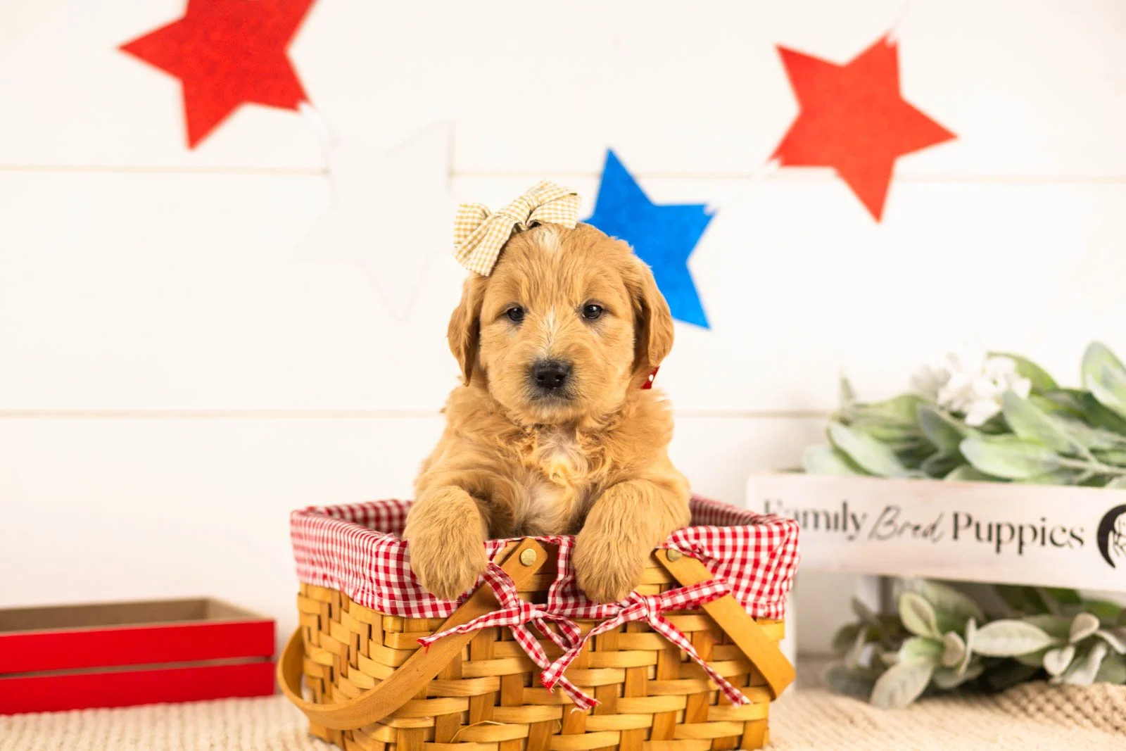 eowyn goldendoodle for sale(4).jpg