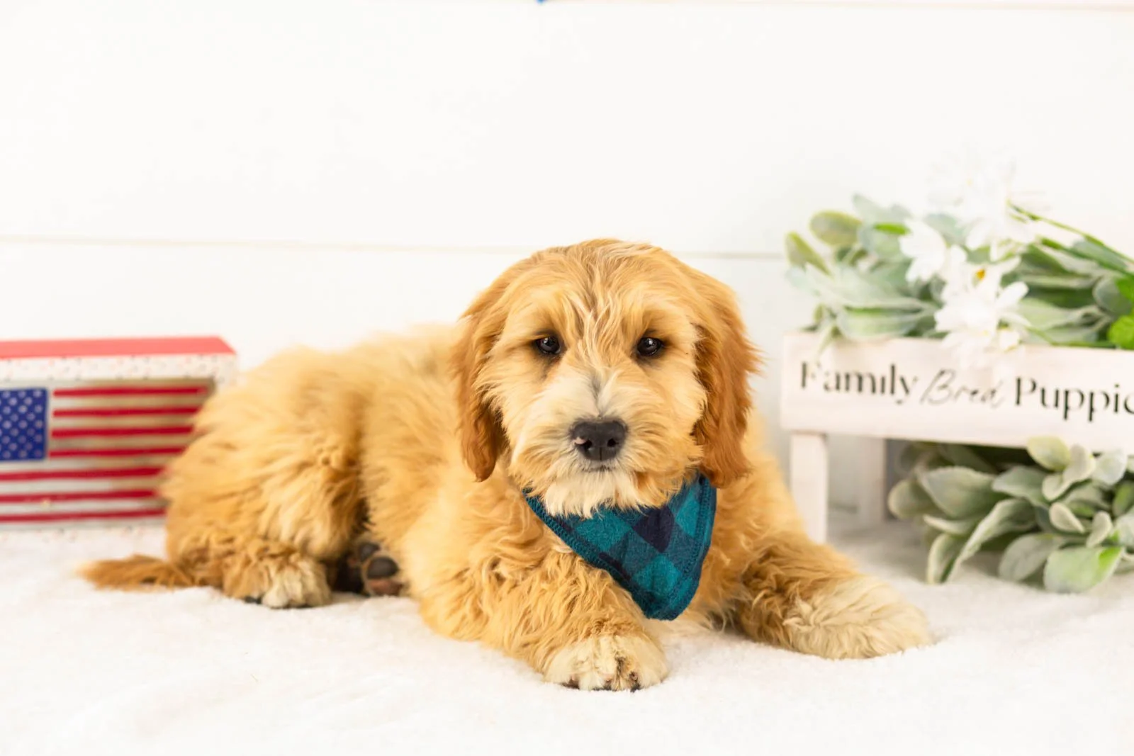 Paul goldendoodle for sale.jpg