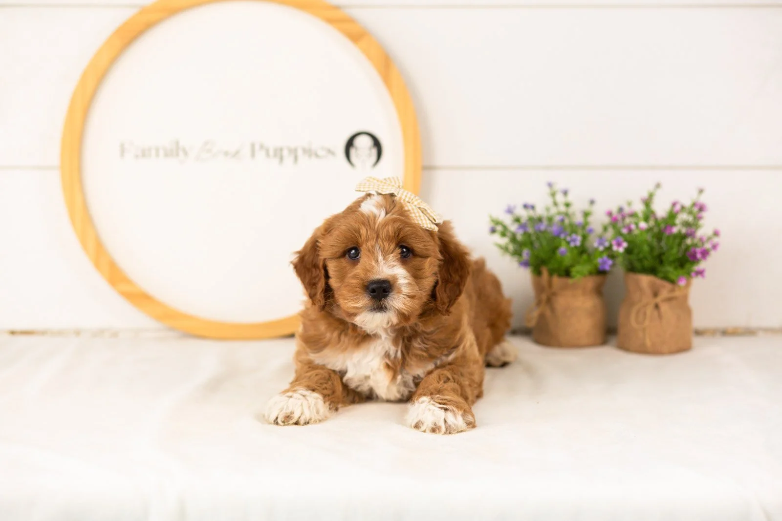 Lynette goldendoodle for sale(1).jpg
