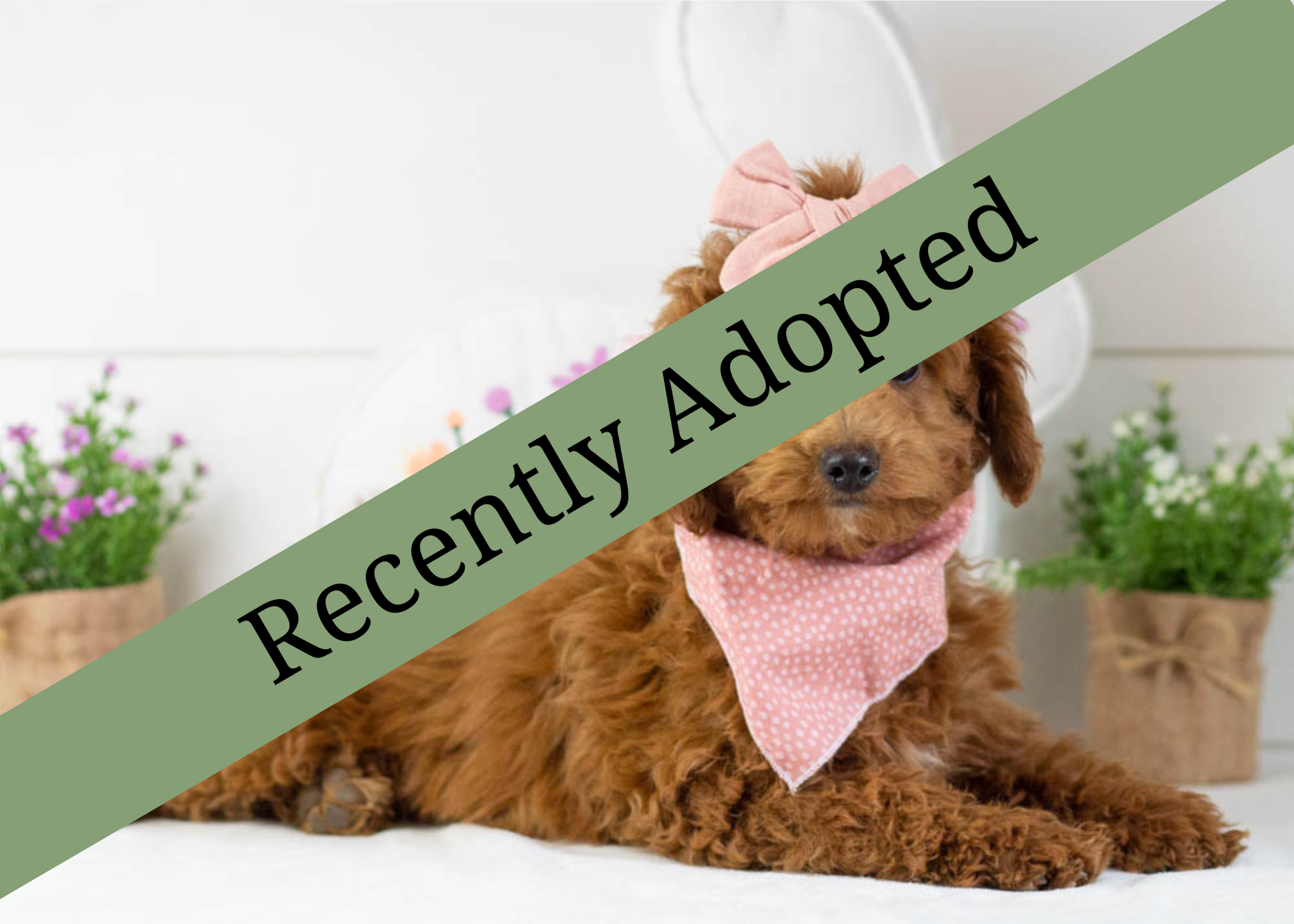 goldendoodle for sale