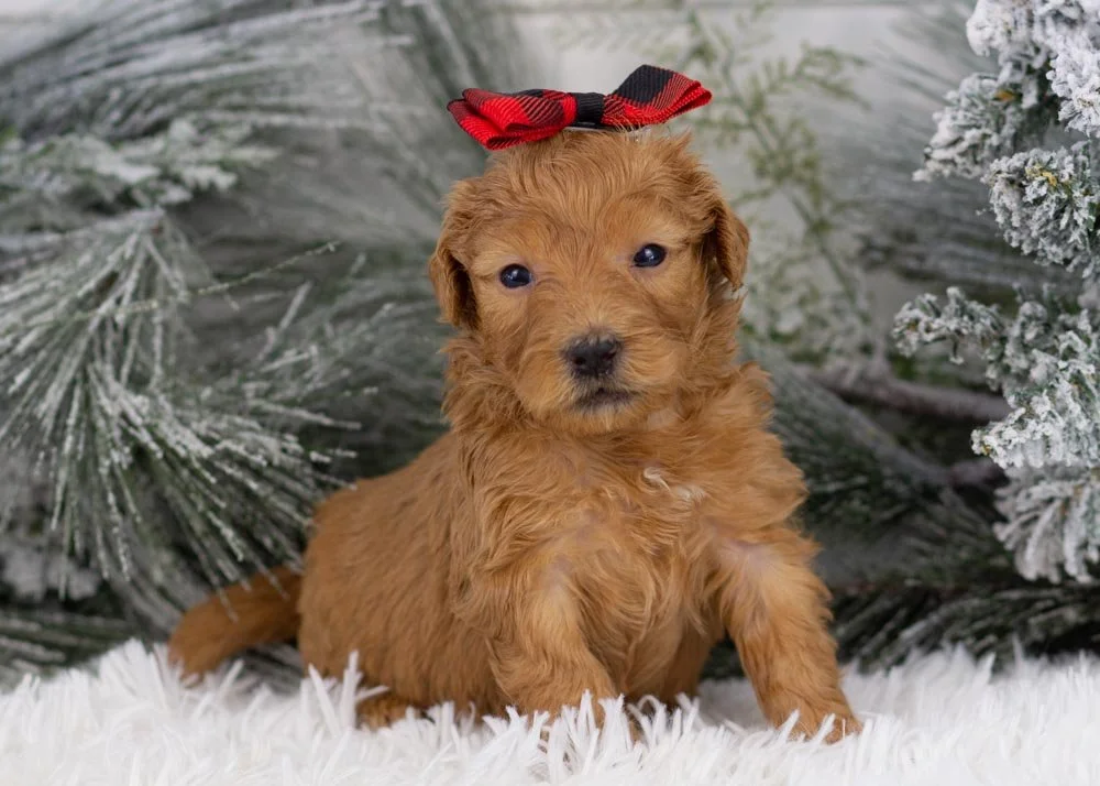 goldendoodle for sale