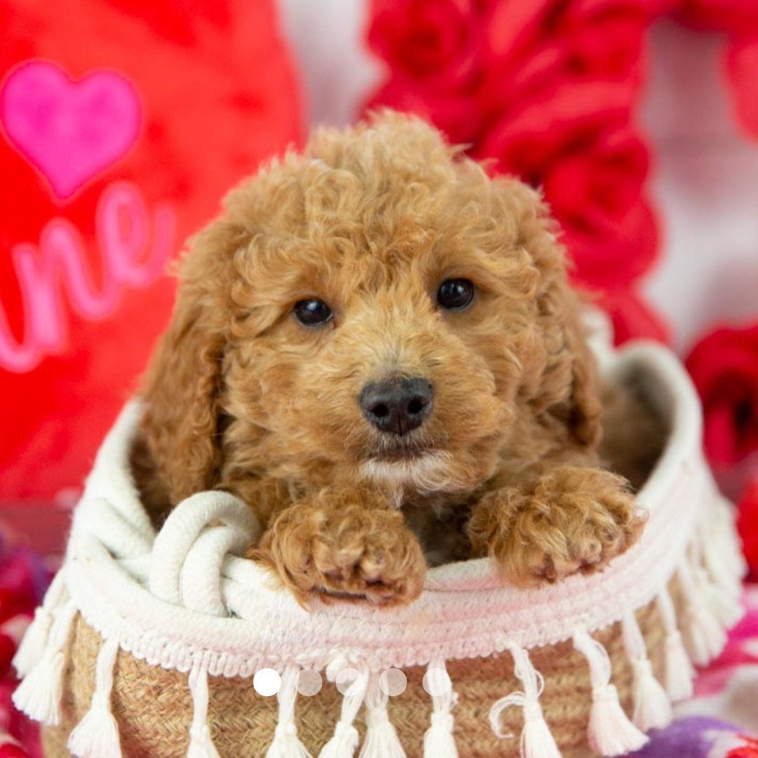 Copy of FBP Design.png