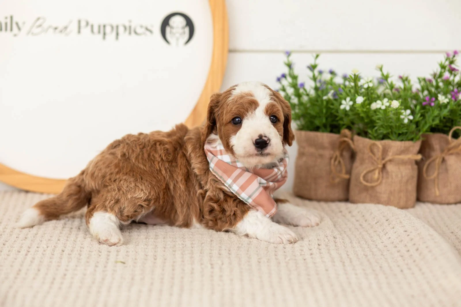 Rocket goldendoodle for sale.jpg