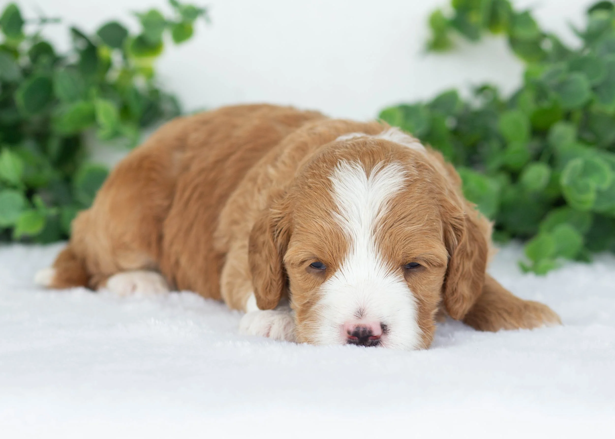 Axel goldendoodle for sale3.jpg