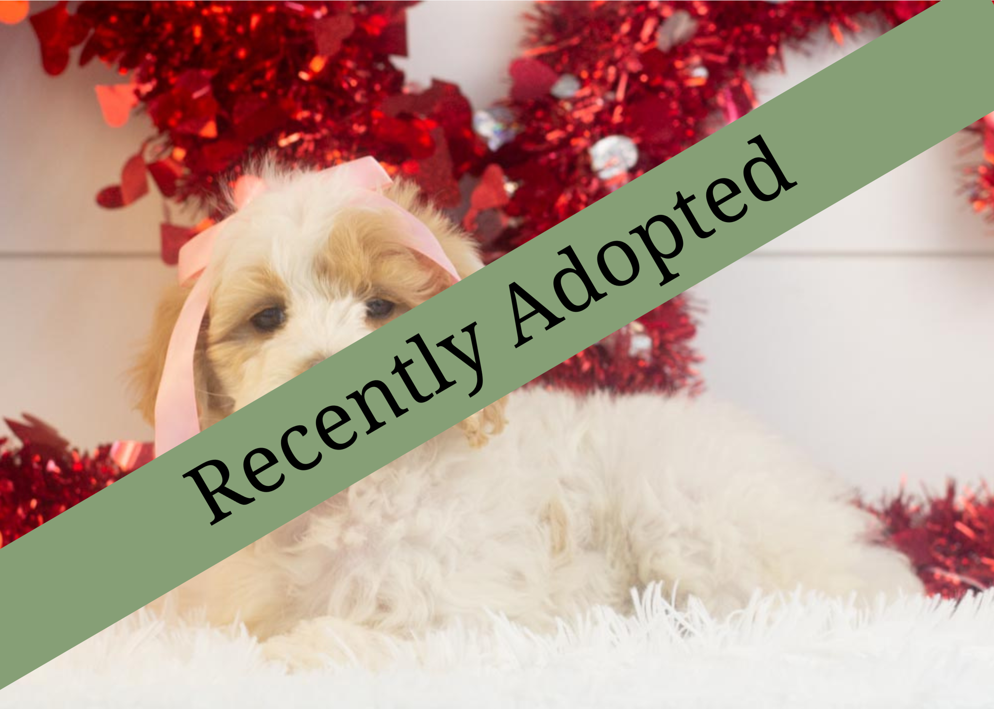 goldendoodle for sale