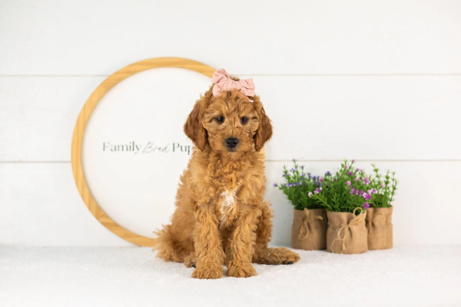 Savannah goldendoodle for sale.jpg