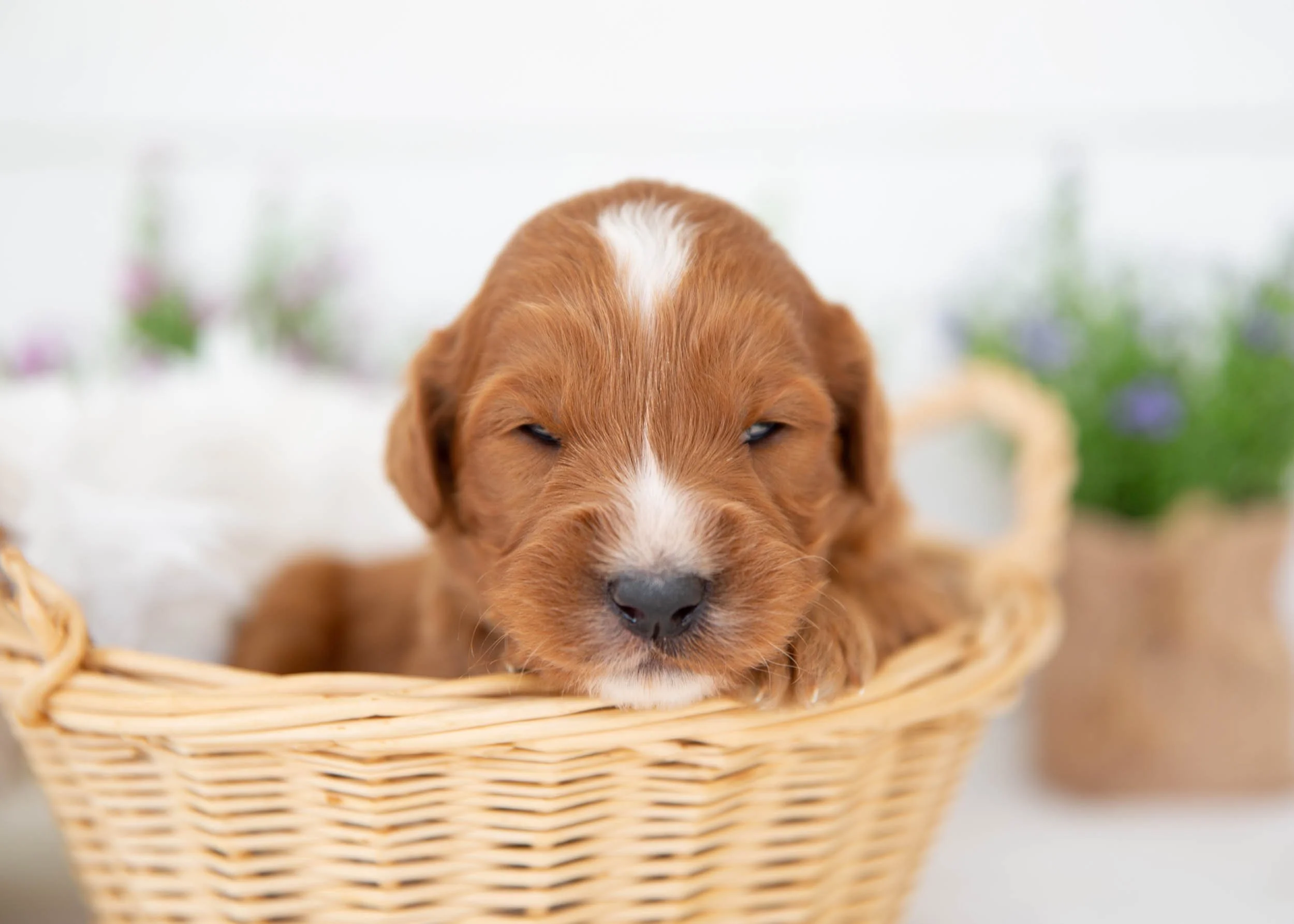 Navy goldendoodle for sale.jpg