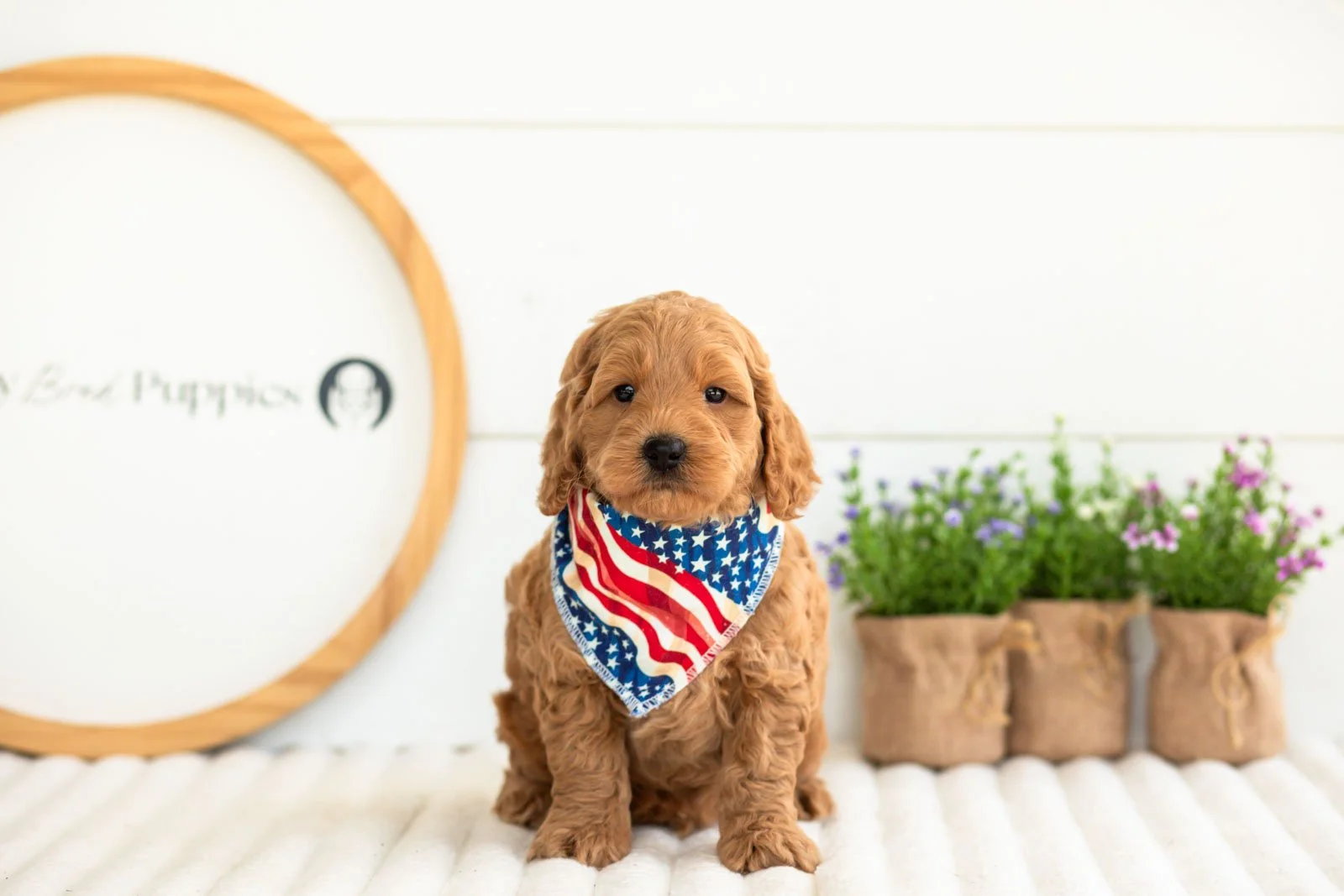 Ben goldendoodle for sale(1).jpg