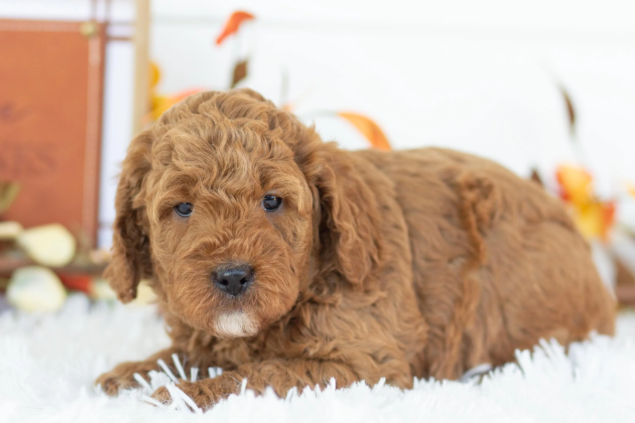 jean goldendoodle for sale(1).jpg