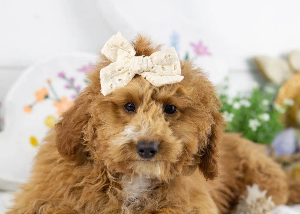 chilli goldendoodle for sale(1).jpg