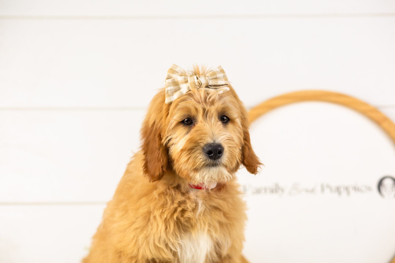 linda goldendoodle for sale.jpg