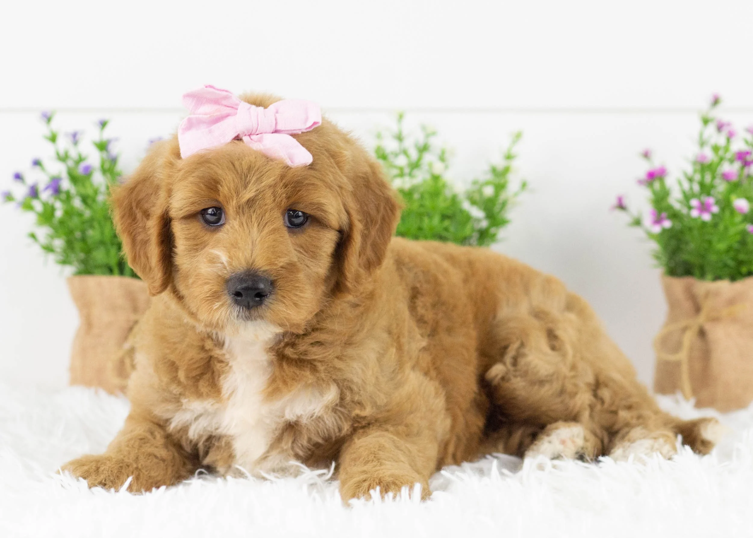 Sparrow goldendoodle for sale(1).jpg