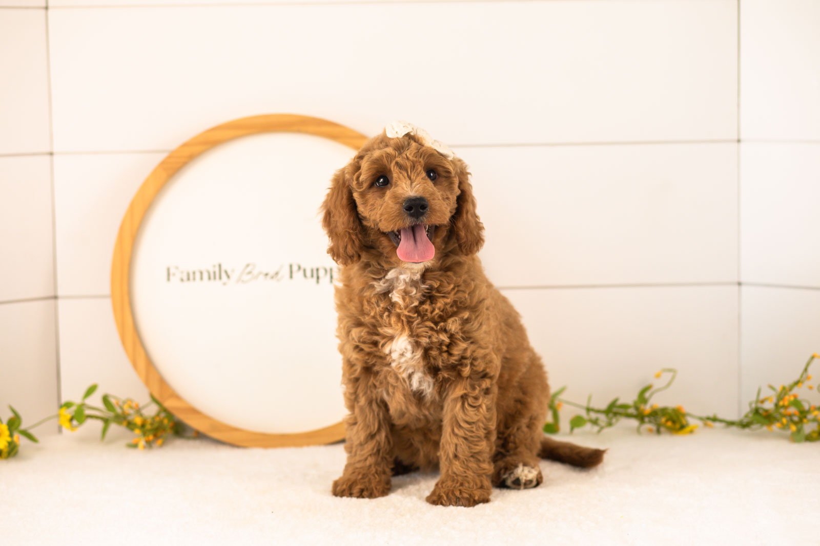 Breeze Goldendoodle for sale.jpg