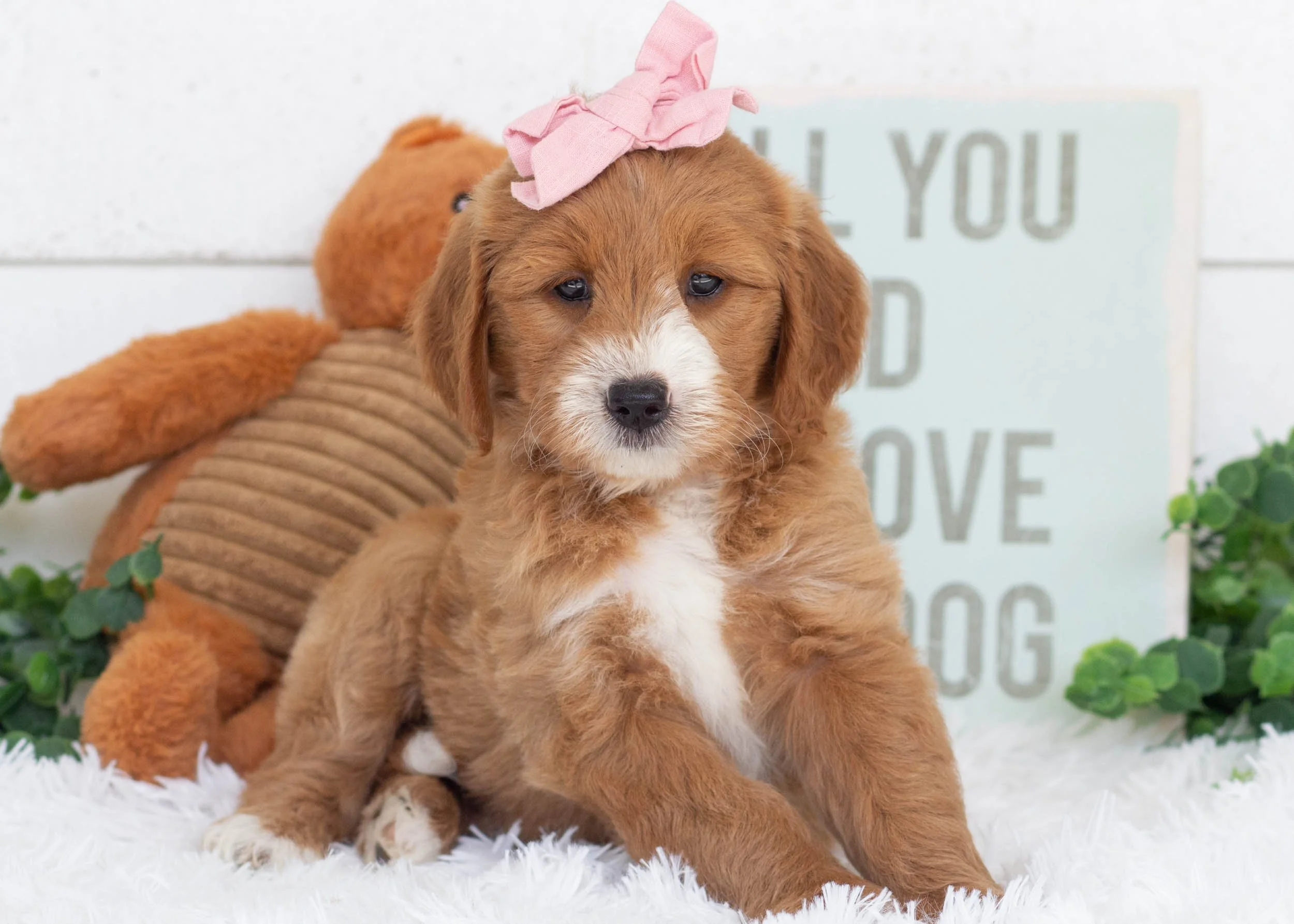 Celeste Goldendoodle For Sale(3).jpg