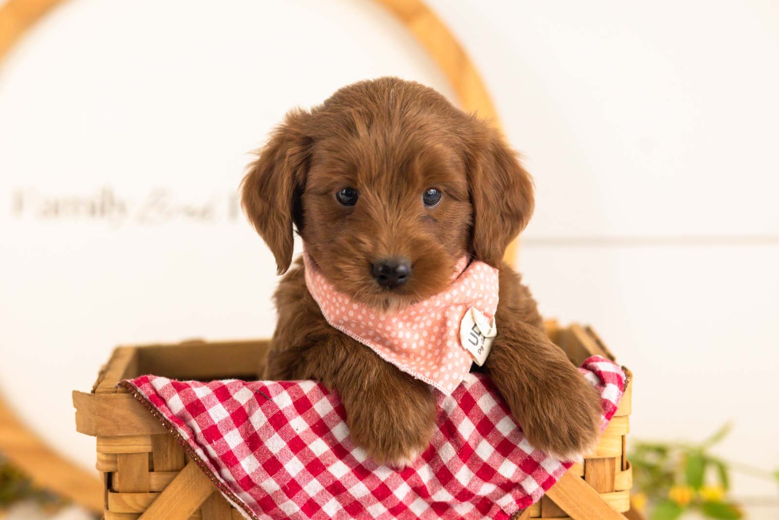 Nalu goldendoodle for sale(3).jpg