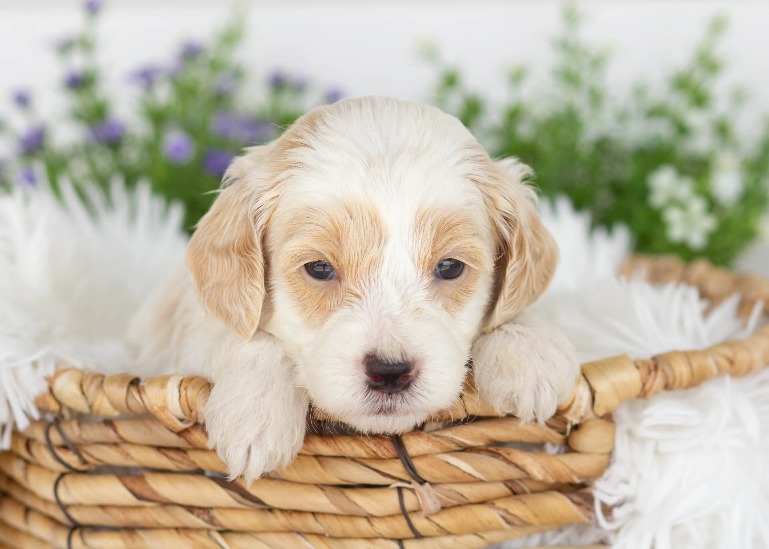 Hugo Goldendoodle For Sale(3).jpg