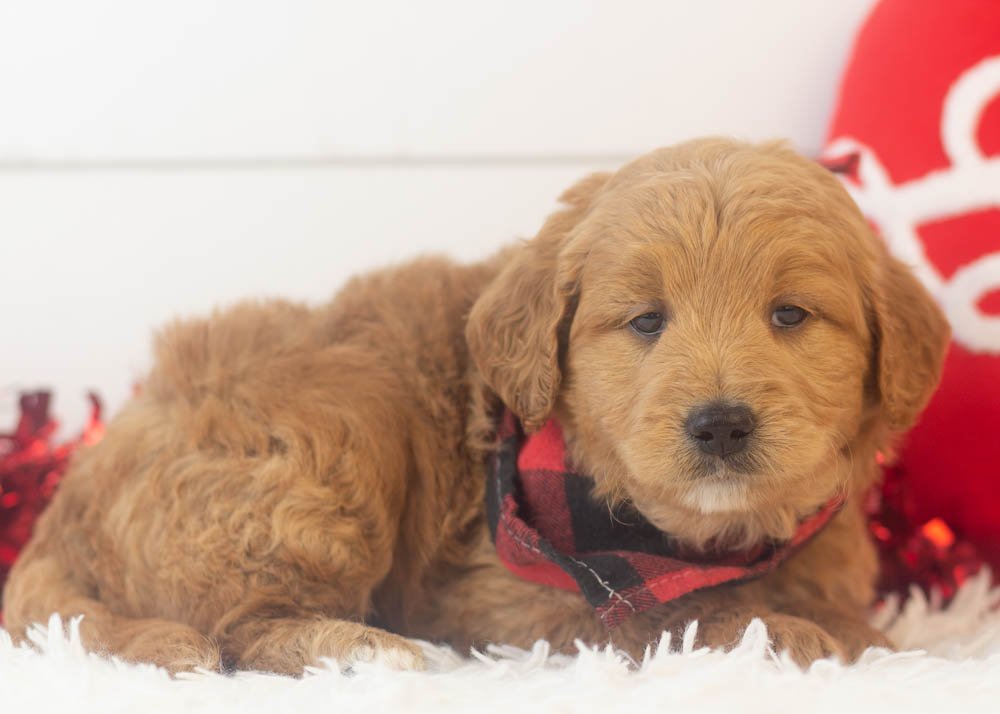 Rolo goldendoodle for sale(2).jpg