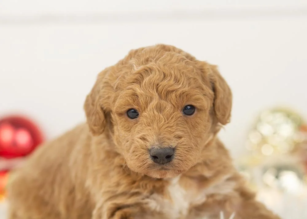 Mort goldendoodle for sale(2).jpg
