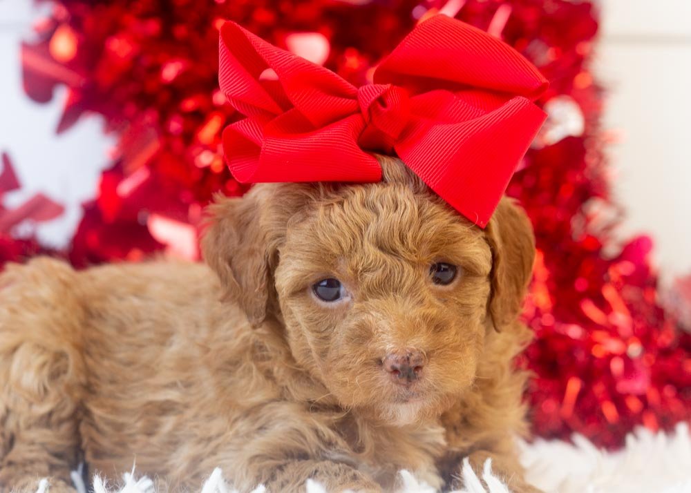 goldendoodle for sale
