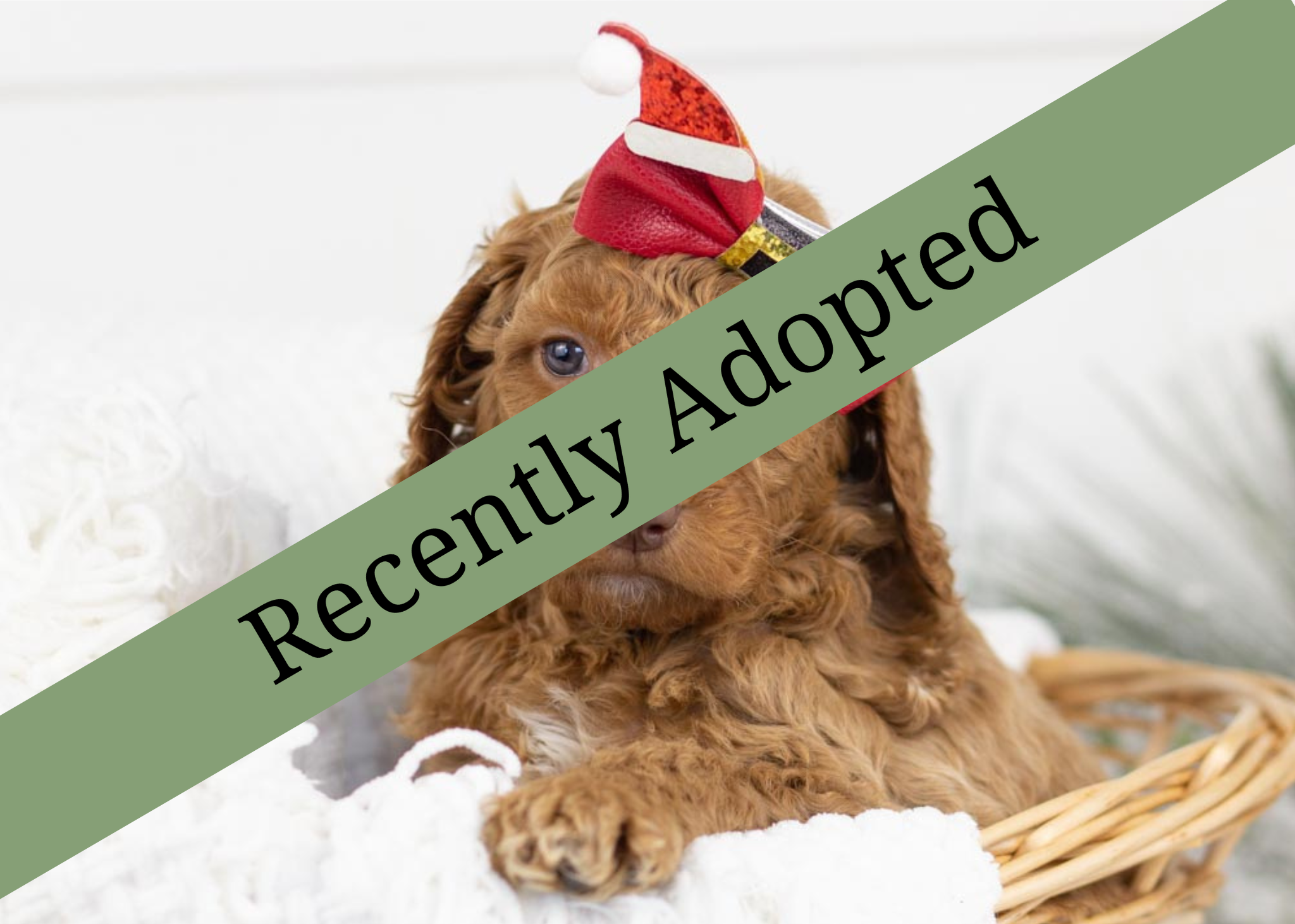 goldendoodle for sale