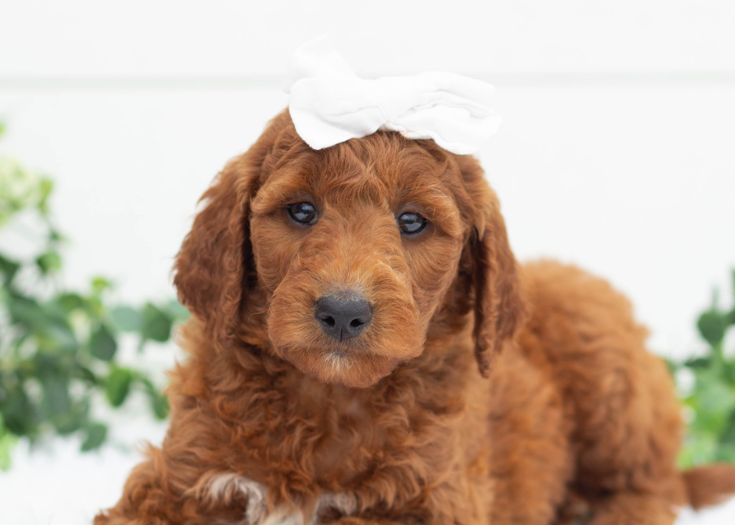 Aspen Goldendoodle For Sale(1).jpg