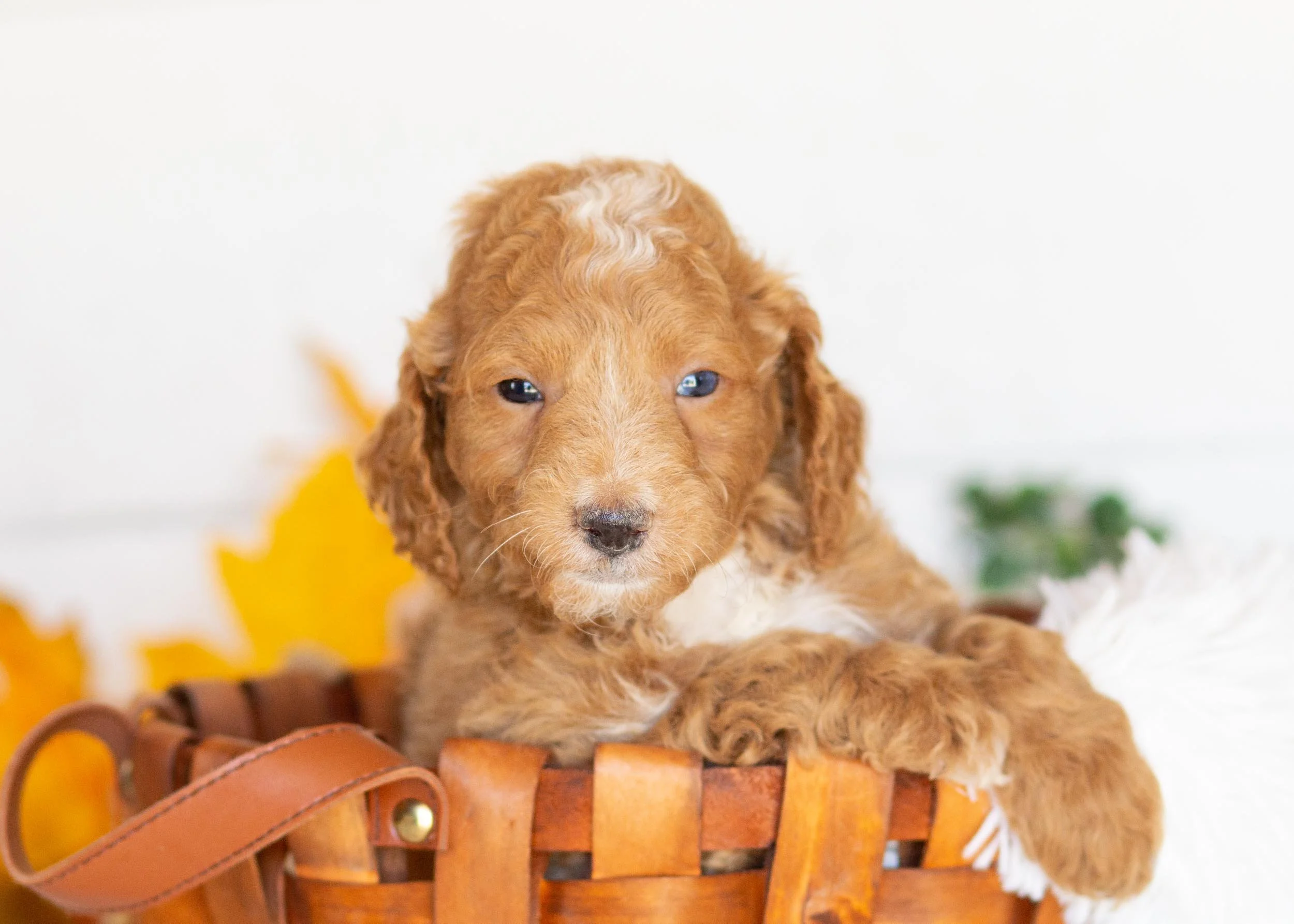 Graham goldendoodle for sale.jpg