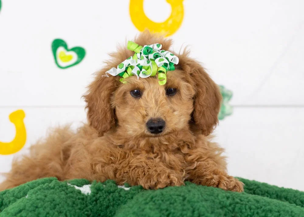 Bingo goldendoodle for sale.jpg