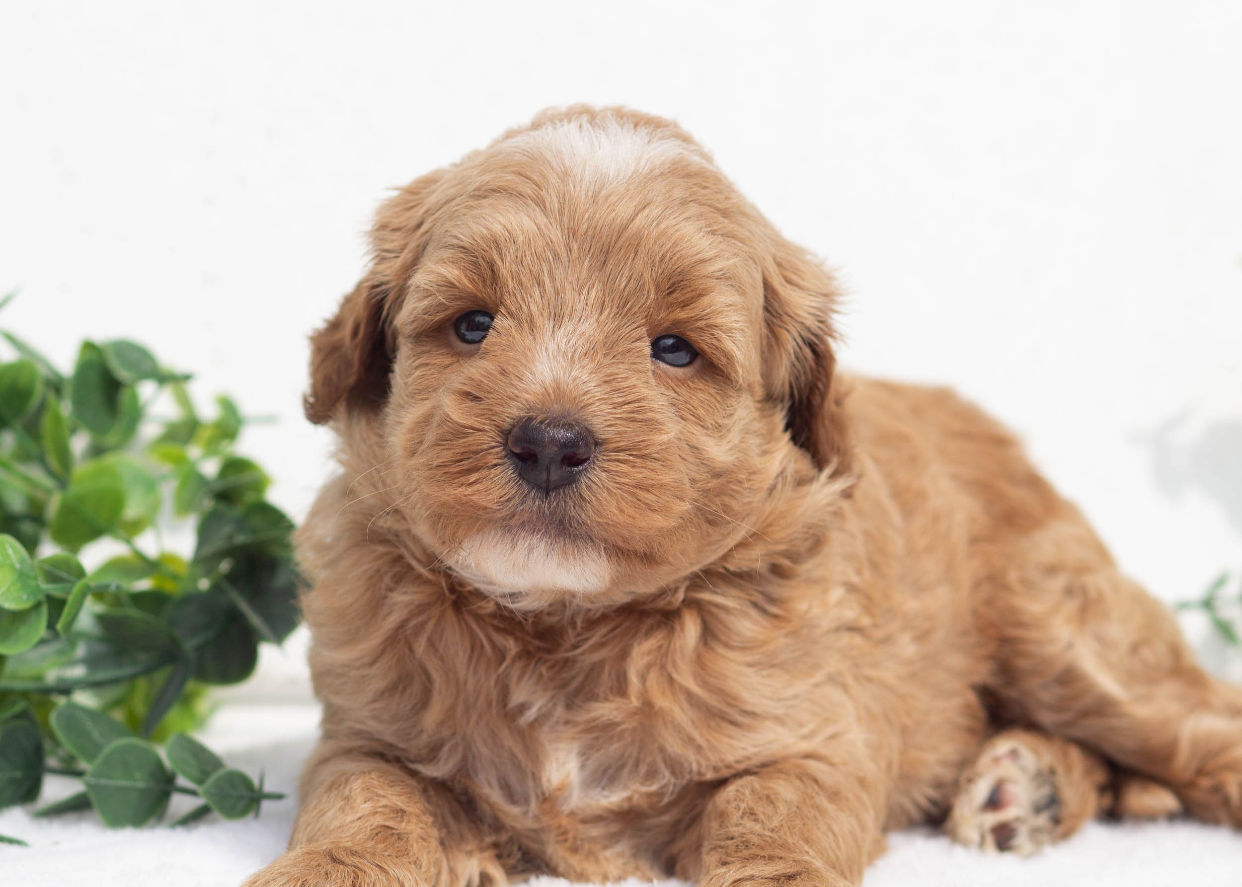 Lemon Goldendoodle For Sale(2).jpg