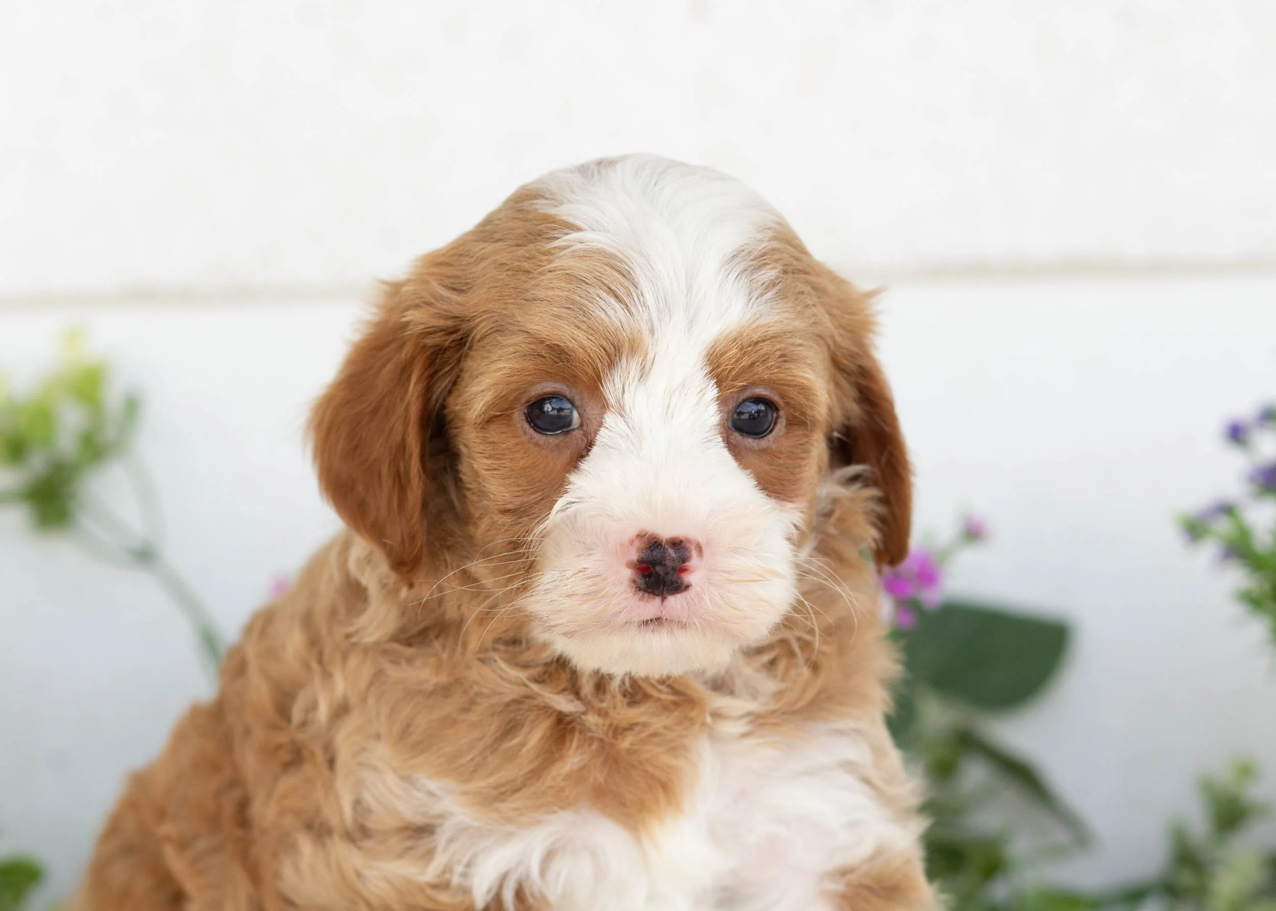Chase goldendoodle for sale(1).jpg