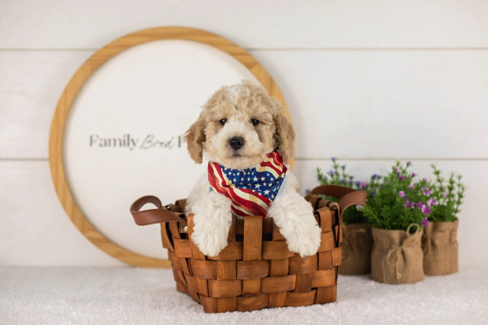 Dirby goldendoodle for sale(4).jpg