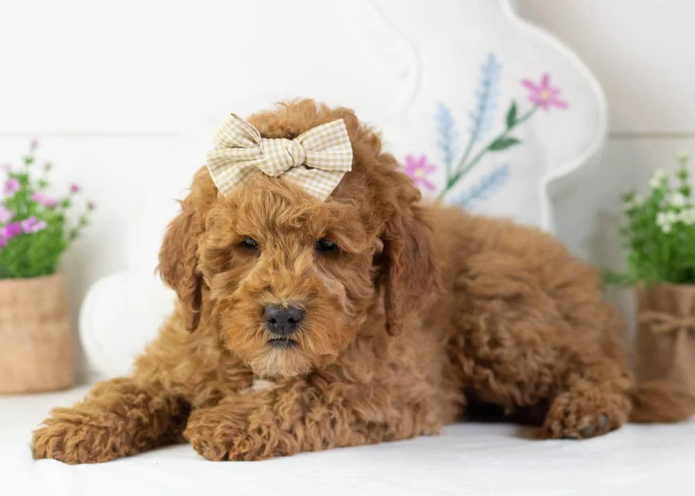 Josiah 1-1-26 Icicle 9.62-3.jpg