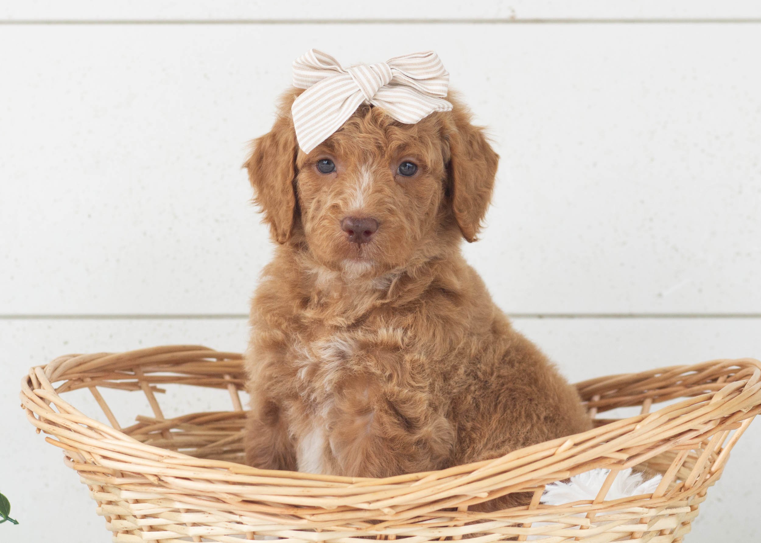 Romi Goldendoodle For Sale(3).jpg