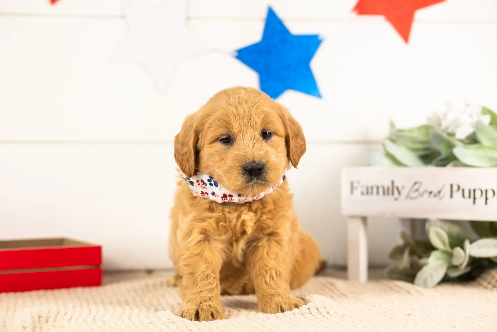 aragron goldendoodle for sale.jpg