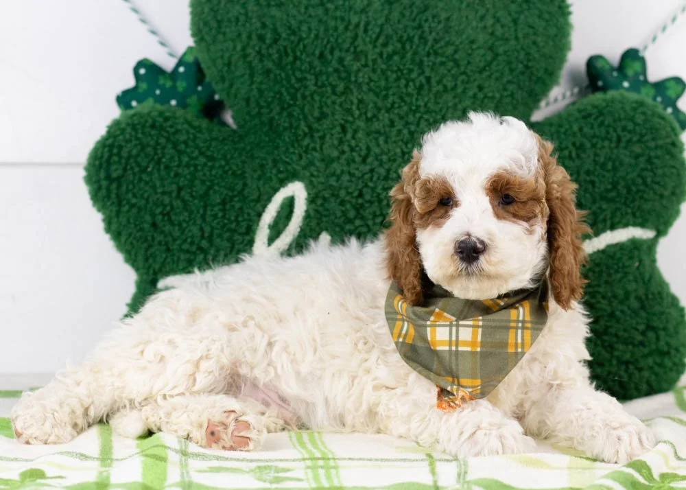 Mustang goldendoodle for sale(3).jpg