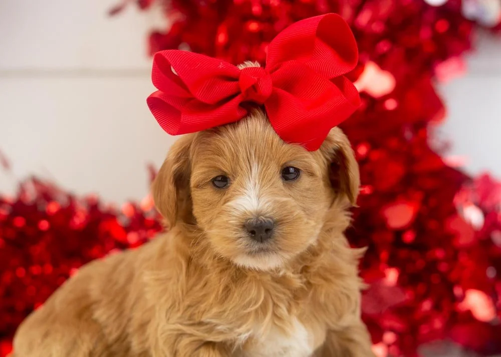 goldendoodle for sale