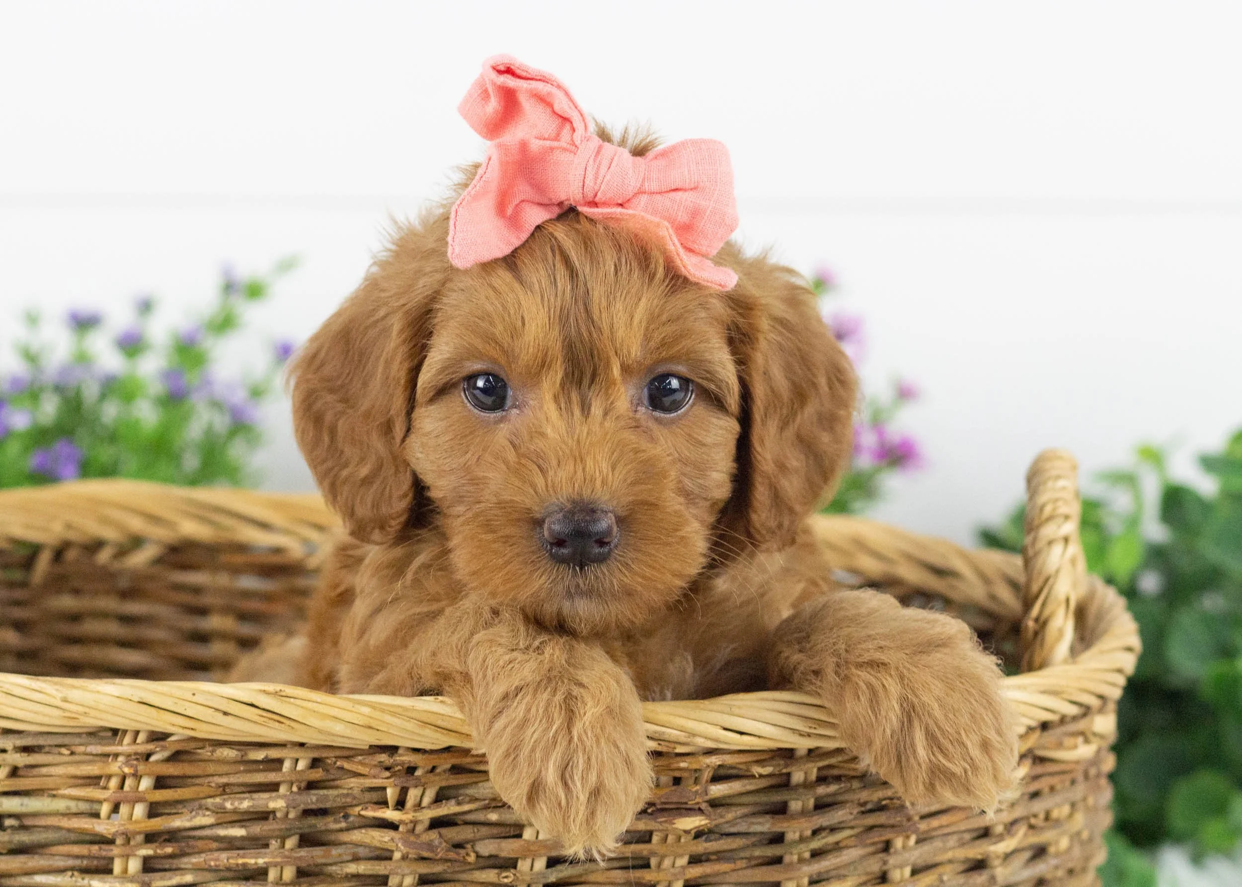 Haven Goldendoodle for sale.jpg