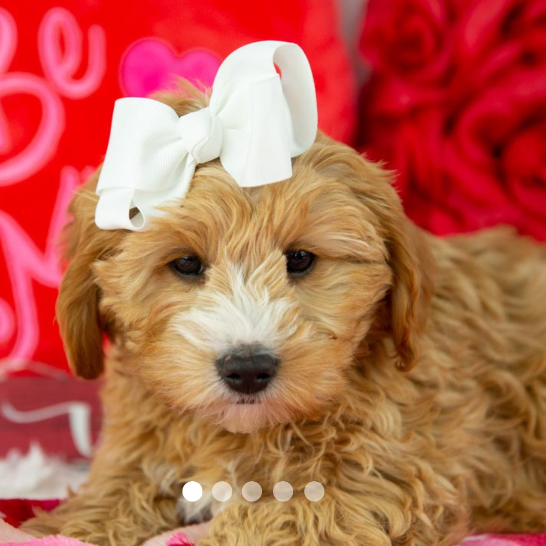 Copy of FBP Design.png