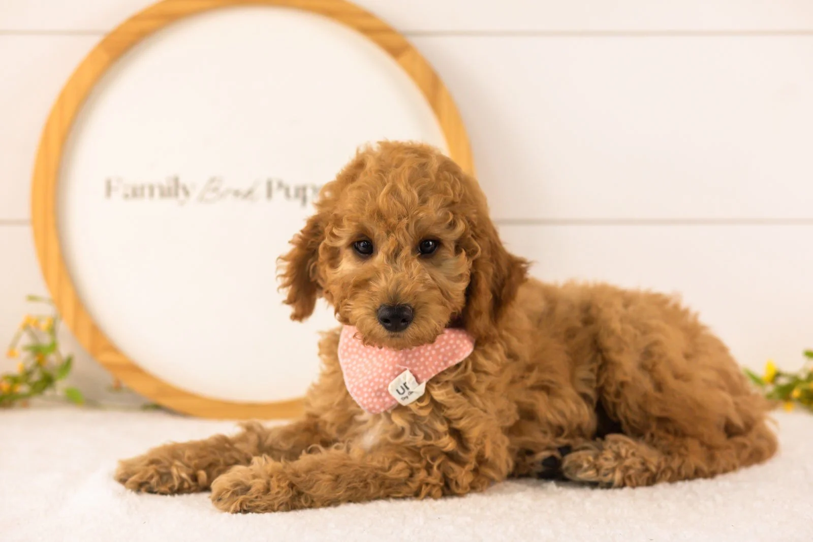 Rainer goldendoodle for sale.jpg