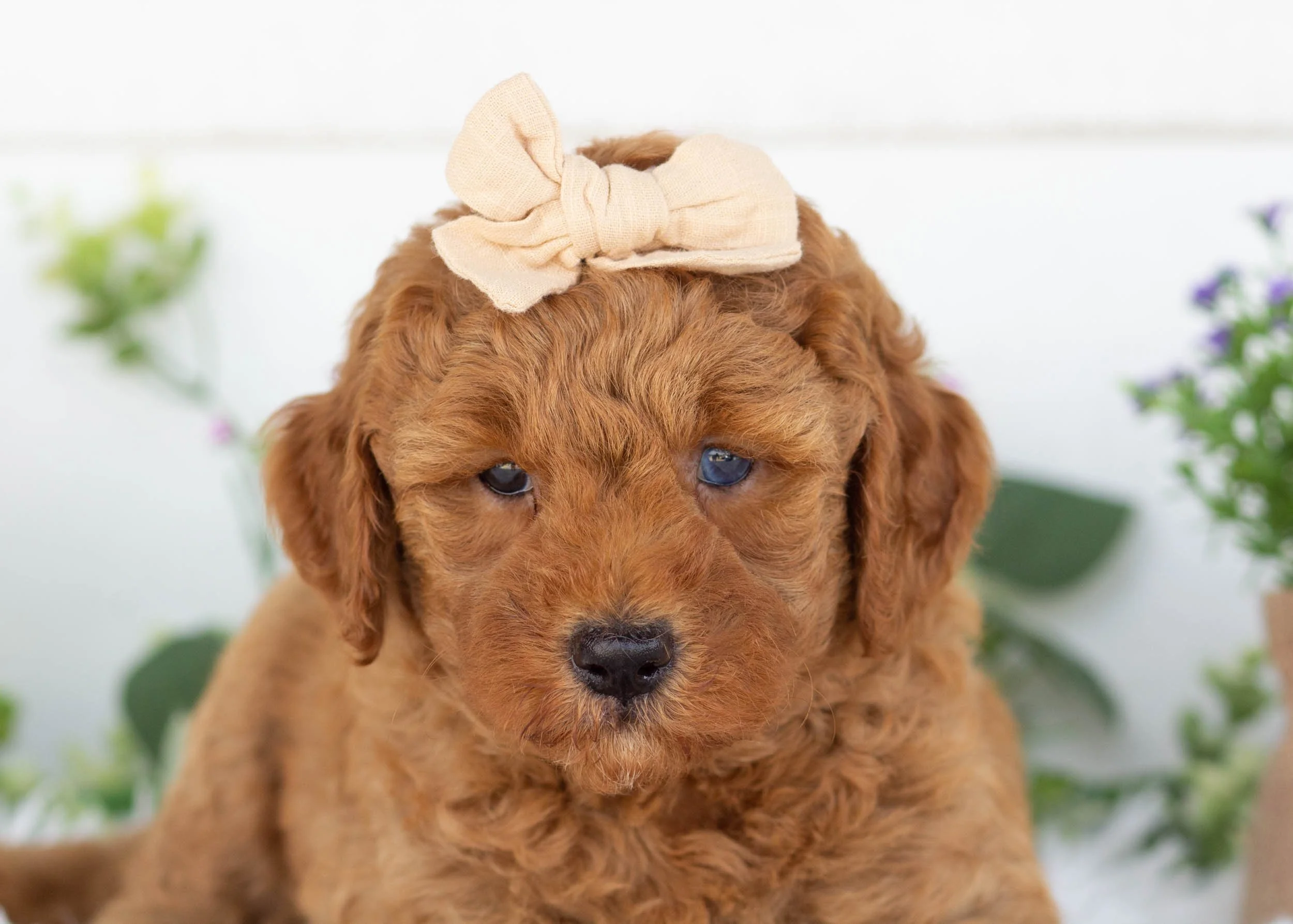 Cove goldendoodle for sale(2).jpg