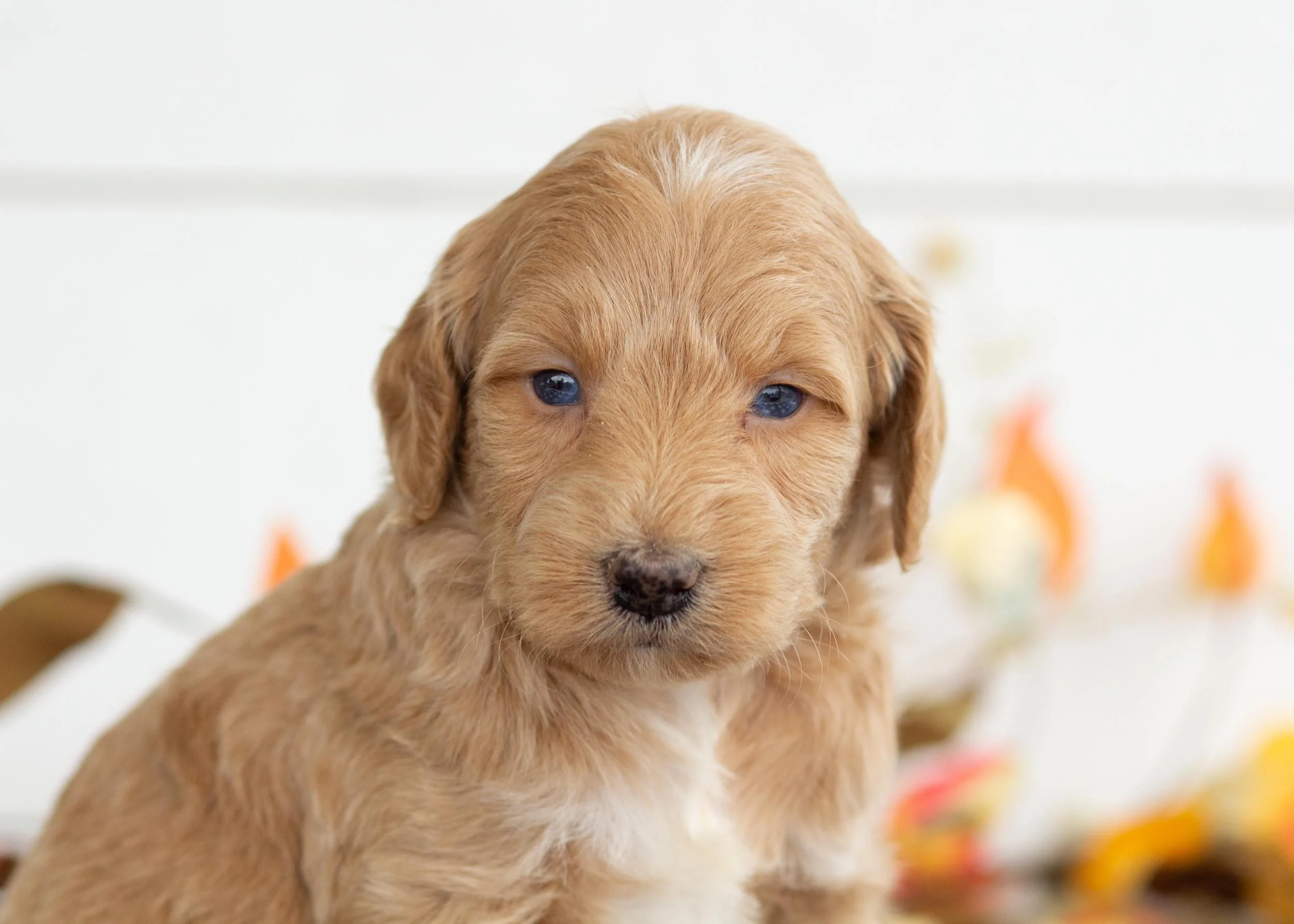 Star goldendoodle for sale(1).jpg