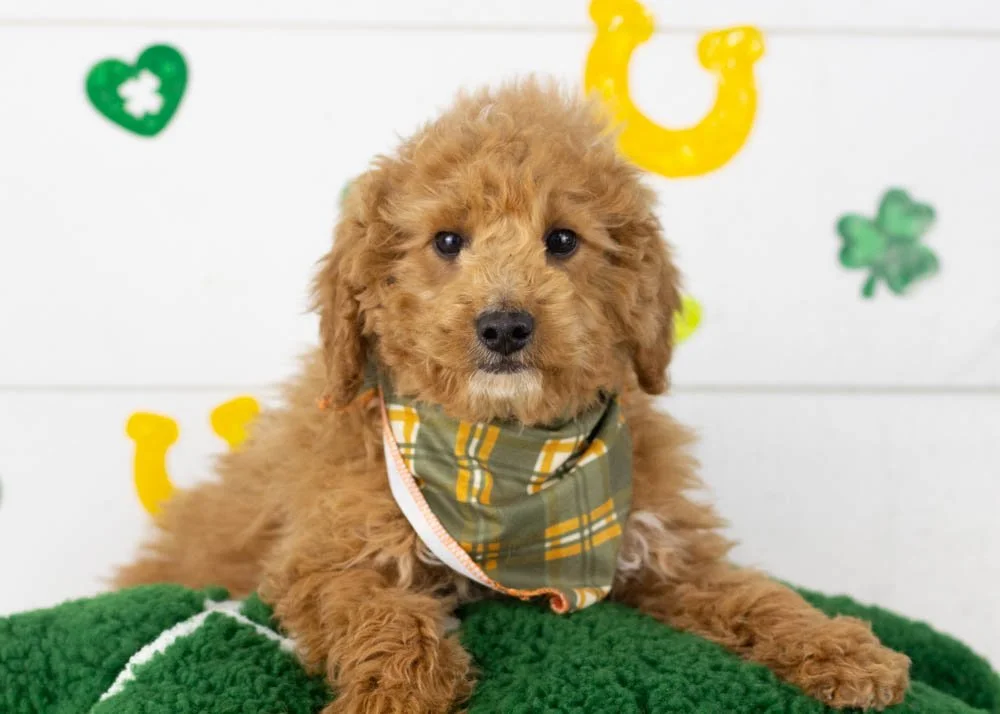 mort goldendoodle for sale.jpg