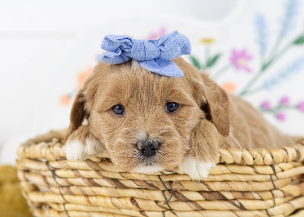 Monica goldendoodle for sale(1).jpg